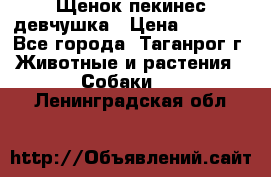 Щенок пекинес девчушка › Цена ­ 2 500 - Все города, Таганрог г. Животные и растения » Собаки   . Ленинградская обл.